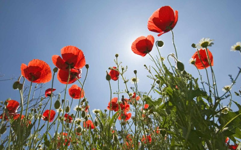 Believe It or Not, We Can Guess Your Soul Flower Vibe With This Quiz!