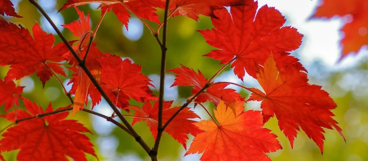 Freeze-frame on this gorgeous woodland background! Which tree are we looking at?