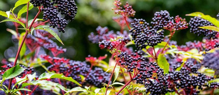 Zoom in on this leafy bush covered in bright red berries—can you name it?