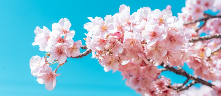 Cue the cherry blossom petals floating across the screen! Which magnificent nation claims this beautiful sakura as its unofficial emblem?